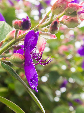 The large purple flower of a Tibouchina, covered in waterdroplets, in a garden in Magoebaskloof, South Africa.