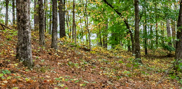 Autumn colored leaves dot the woods on this hike to the top of Red Top Mountain in Acworth, Georgia.