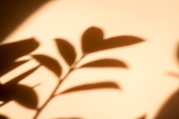 istock Shadow of leaves on a beige background, Wall light with shadows, shadow on beige wall background texture. 2050437368