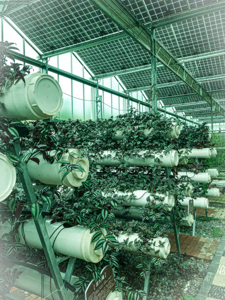 istock Vertical eco garden with hanging plants 2050437908