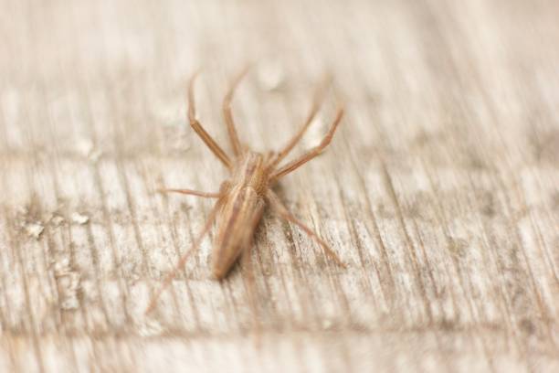 a light brown insect on a light brown wooden floor