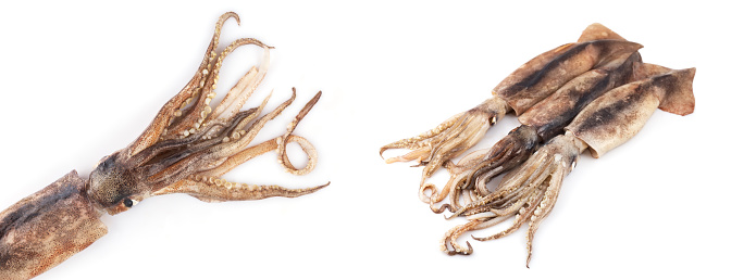 Fresh squid isolated on white background, Squid isolated on white.