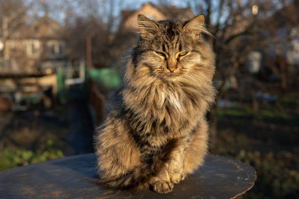 istock Gray cat is sitting outside on a summer day, Sun light 2050444792