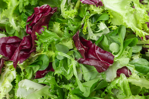 Salad background, freshness green salad leaves of frisee, romaine salad, radicchio, food banner.