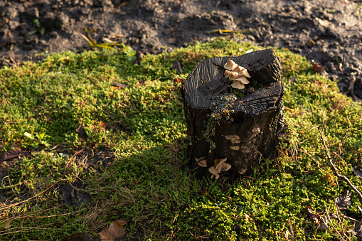 Small mushroom growing on top of mossy tree stump,