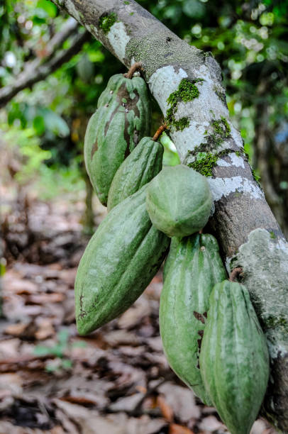 istock Cacao fruit in an indonesian plantation 2050447983