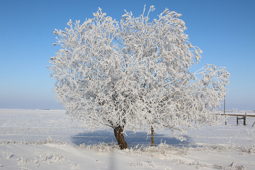 Winter outdoor nature landscape of a large tree with bare branches that are covered in frozen frost crystals with a clear blue sky behind it.