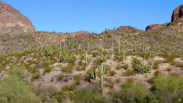Typical scenery in Organ Pipe Cactus National Monument, with Organ Pipes, Saguaro and Ocotillo plants