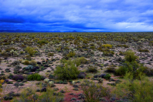 istock Sonora Desert Arizona 2050484962