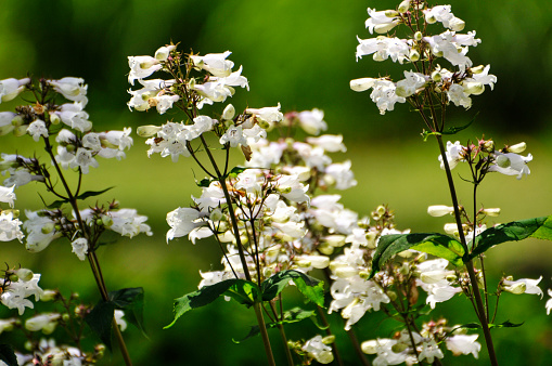 blossoming white flowers