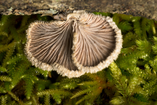 Detail of the back of Hericium erinaceus mushroom white fungus with hairs and moss horizontal