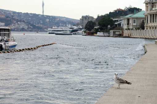 seagull at the seaside of Istanbul bosphorus