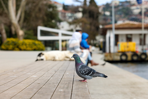 pigeon on the Istanbul waterfront