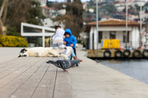 pigeon standing on the Istanbul waterfront