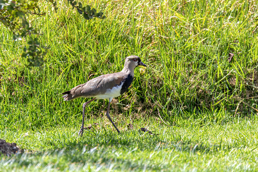 Southern lapwing (Vanellus chilensis), commonly called quero-quero or tero and tero-tero. Ecoparque Sabana, Cundinamarca department. Wildlife and birdwatching in Colombia.
