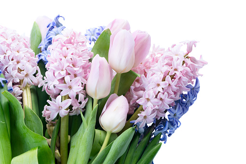 Easter scene with fresh tulips and hyacinth flowers blue and pink bouquet isolated over white background