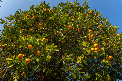 Tangerine tree on branches in Nice city, France.