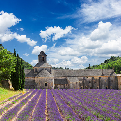 world famous Abbey Senanque and blooming Lavender field, France