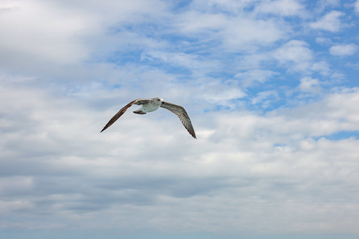 Seagulls in a clear sunny sky