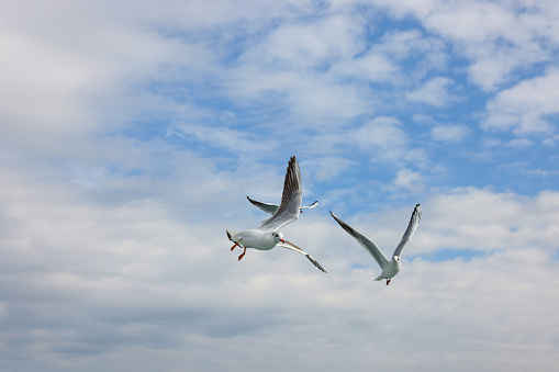 Flock of birds flying. Selective focus.