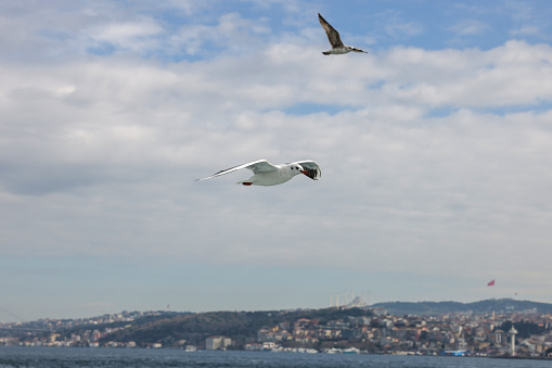 seagulls flying over the Istanbul Strait