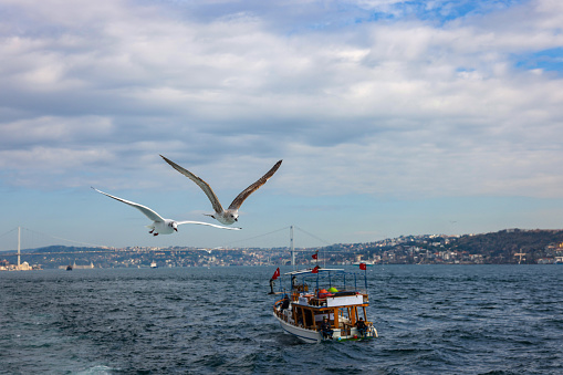 seagulls flying over the Istanbul Strait