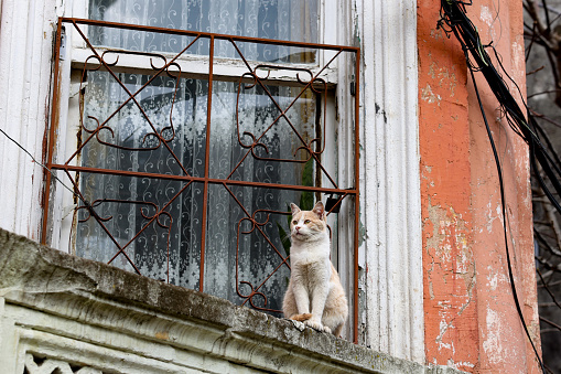 the cat in front of the house window