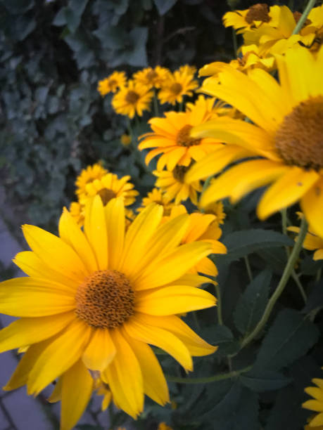 Bright yellow flowers