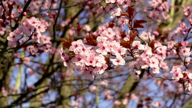 Spring blossom cherry tree with amazing pink flowers close up