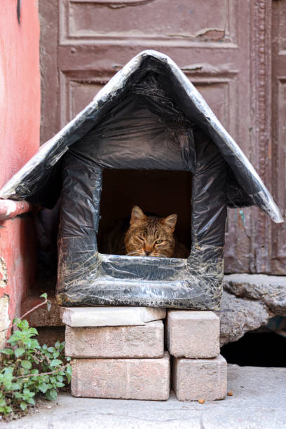 istock The cat in the hut 2050550048