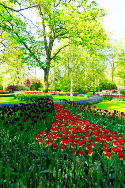 istock fresh lawn with flowers 2050550050