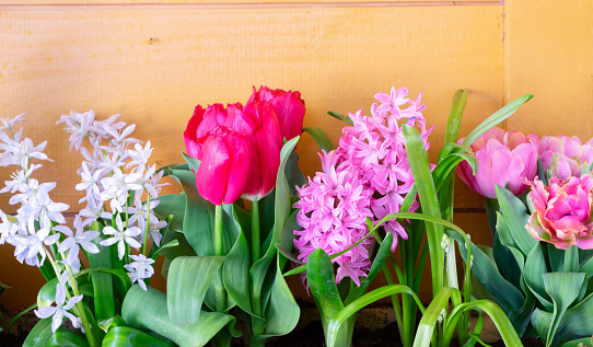 Row of spring flowers - tulips and hyacinth, copy space on wooden planks