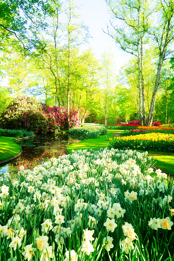 fresh spring lawn with blooming with white daffodil flowers under green tree in formal garden, water spring in background, retro toned