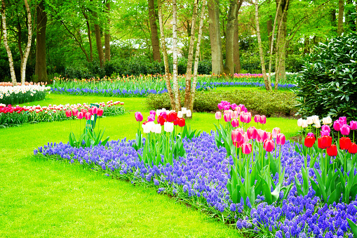 Formal flower bed in Salzburg with pansies and tulips.