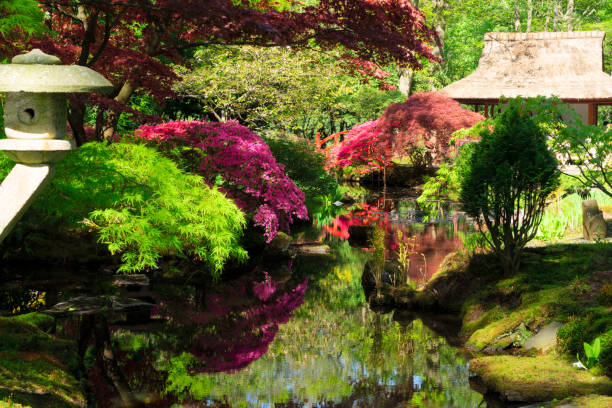 istock japanese garden in The Hague 2050550081