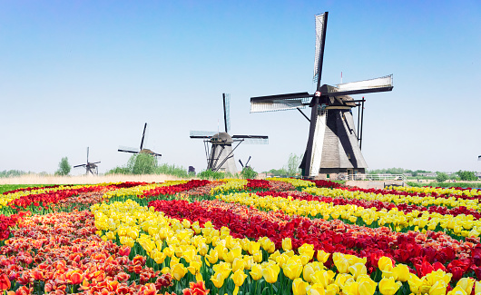 row of traditional dutch windmills at Kinderdijk with tulips flowers fields, Netherland