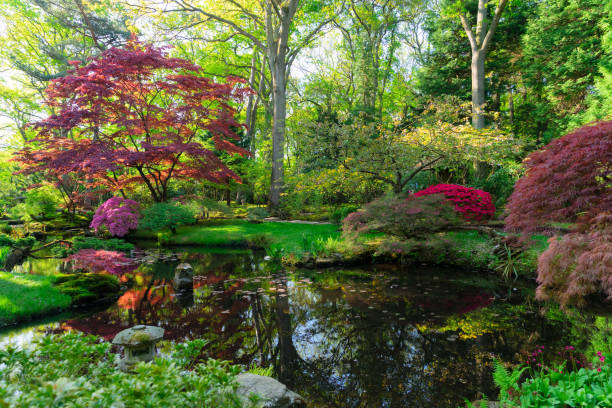 istock japanese garden in The Hague 2050550087