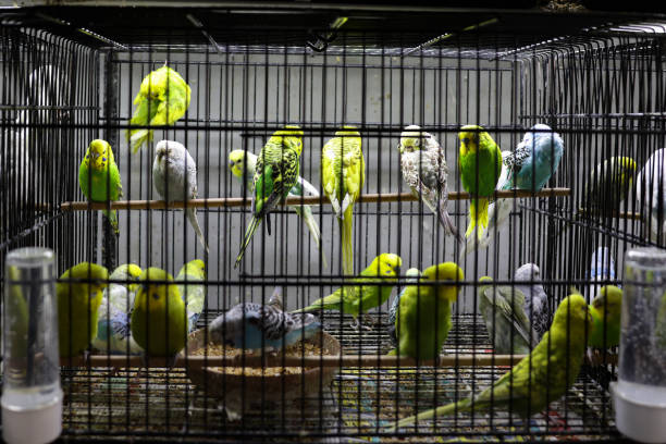 colorful birds in the cage