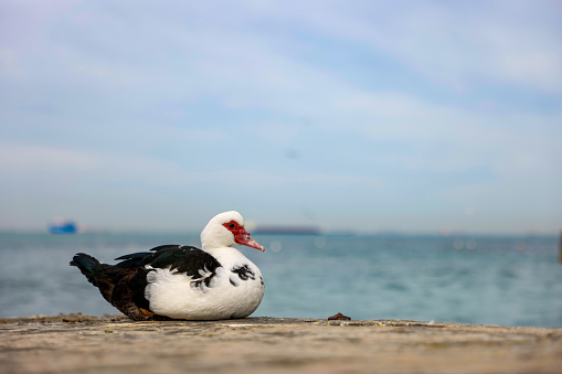 A lonely duck at the seaside