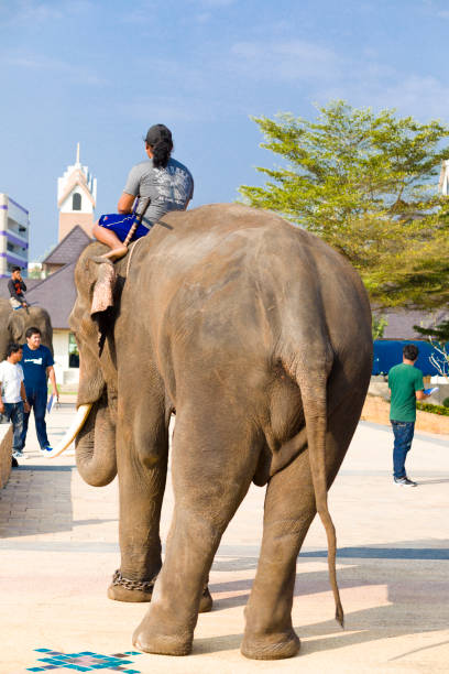 Rear view of thai man riding on asian elephant captured in Lampang at daytime. Scene is close to King Naresuan monument in Lampang. Elephant is walking over the square. In background are buildings, some people and trees. In far background another thai man is riding a second elephant