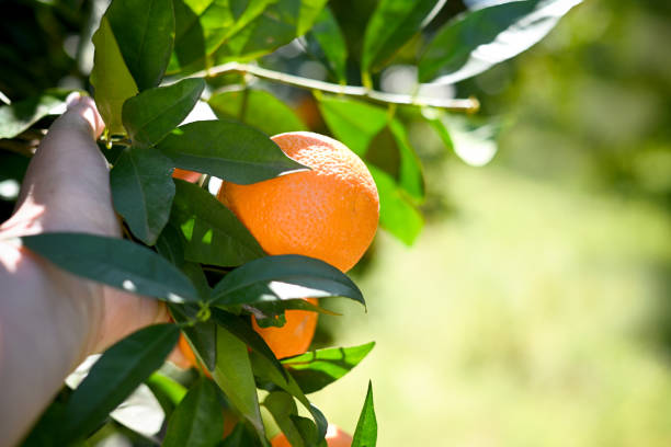 istock Farmer picking ripe oranges in the garden 2050587569