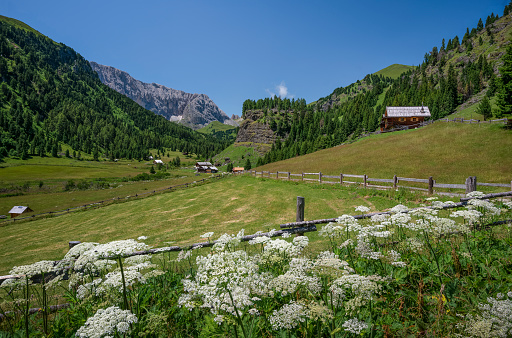 Some flowers, know as dane weed, in the mountains near refuge Rifugio Micheluzzi