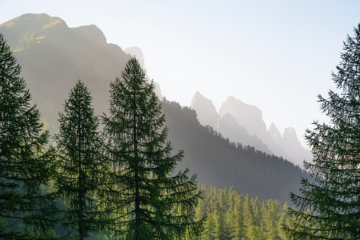 Light coming from Pale di San Martino mountains at sunrise with some fir trees in front of it