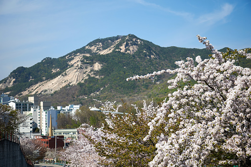 Green mountains overlooking the crowded cityscape of central Seoul, South Korea’s vibrant capital city.