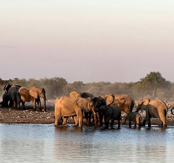 istock Elephants herd taking bath in Etosha national park, Namibia 2050600303