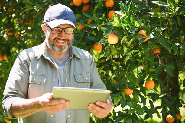 istock Farmer picking ripe oranges in the garden 2050603518