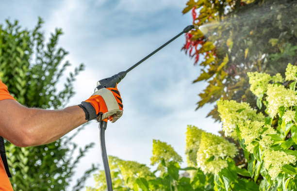 Garden Worker Insecticide Backyard Trees Professional Garden Worker Insecticide Backyard Trees Using Sprayer Close Up insecticide stock pictures, royalty-free photos & images