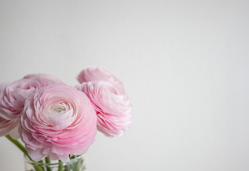 Blooming pale pink Ranunculus or buttercup flower isolated on white. Close up shot, copy space, no people.