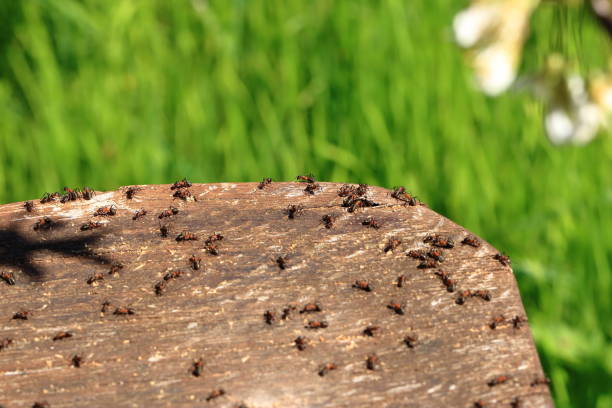 istock Lots of ants walking on an old tree trunk 2050605160