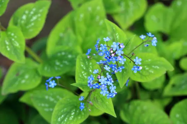 Photo of blue flowers of true forget-me-not (Myosotis scorpioides)